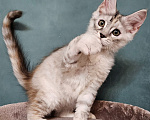 Кошки в Мытищах: Котёнок Мейн-кун Девочка, 40 000 руб. - фото 5