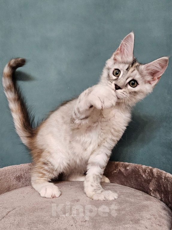Кошки в Мытищах: Котёнок Мейн-кун Девочка, 40 000 руб. - фото 5