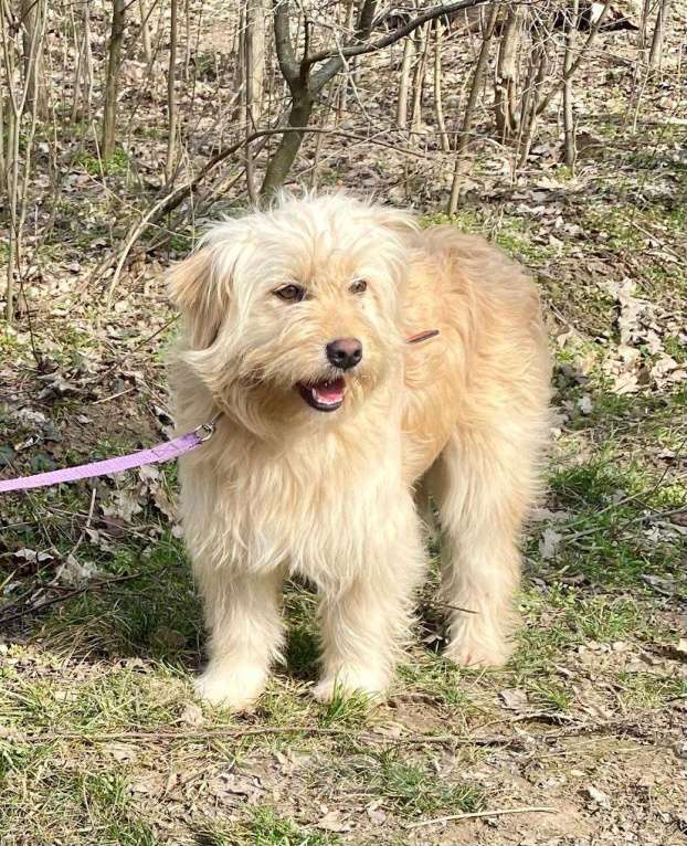 Собаки в Ростове-на-Дону: Малышка Молли в поисках дома! Девочка, Бесплатно - фото 2
