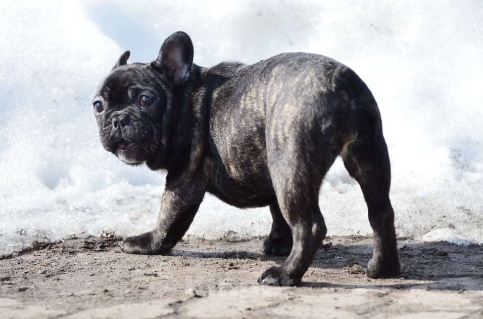 Собаки в Старом Купавне: Юная красотка Девочка, 50 000 руб. - фото 7