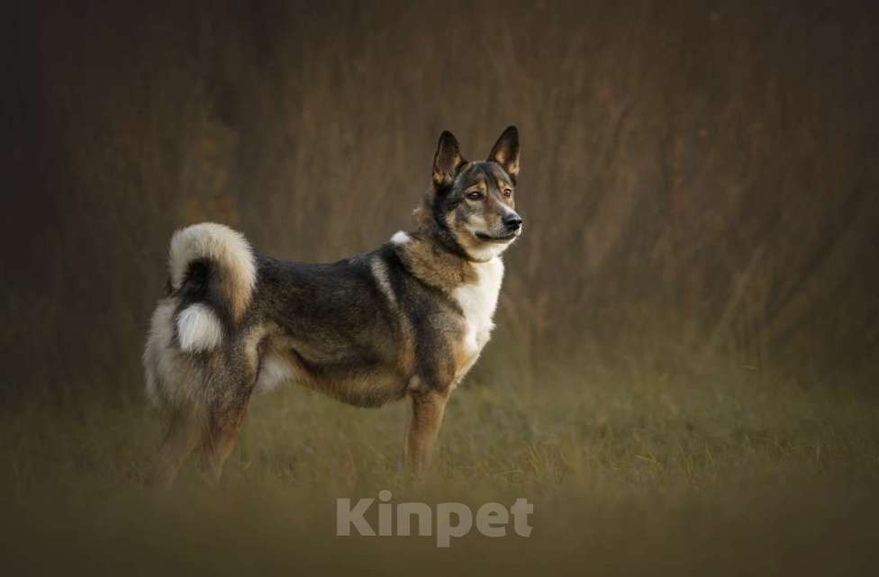 Собаки в Москве: Купер Мальчик, Бесплатно - фото 1
