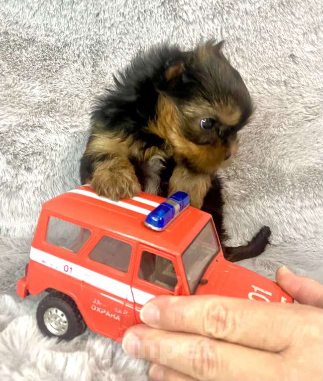 Собаки в Санкт-Петербурге: Мальчик в продаже  Мальчик, 70 000 руб. - фото 3