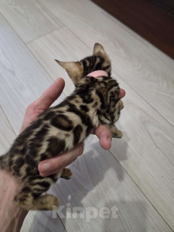 Кошки в Красногорске: Бенгалята Мальчик, 35 000 руб. - фото 6