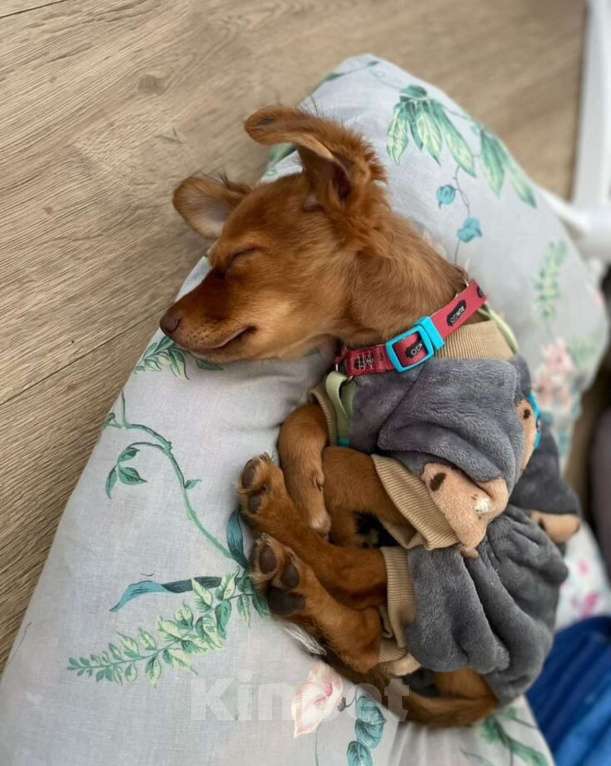 Собаки в Москве: Щенок ксолоитцкуинтли Мальчик, 20 000 руб. - фото 2