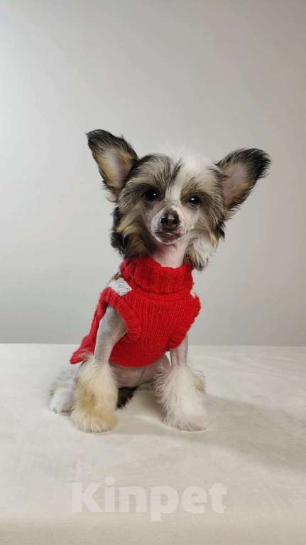 Собаки в Липецке: Щенки китайской хохлатой собаки Мальчик, 20 000 руб. - фото 2