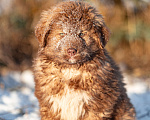 Собаки в Рязани: Щенок болгарской овчарки, собака для охраны Девочка, 70 000 руб. - фото 2
