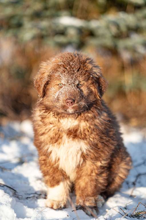 Собаки в Рязани: Щенок болгарской овчарки, собака для охраны Девочка, 70 000 руб. - фото 2