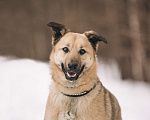 Собаки в Москве: Благородный Парсиваль Мальчик, Бесплатно - фото 1