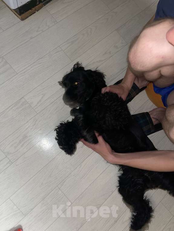 Собаки в Ростове-на-Дону: Найден спаниель черный Мальчик, Бесплатно - фото 4