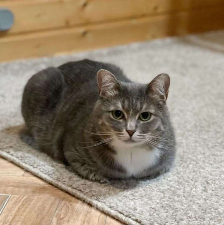 Кошки в Москве: Серебристая кошечка Сапфира в поисках своего человека Девочка, Бесплатно - фото 4