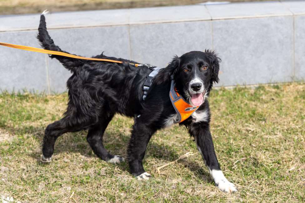 Собаки в Москве: Срочно ищем дом для Джима Мальчик, Бесплатно - фото 5