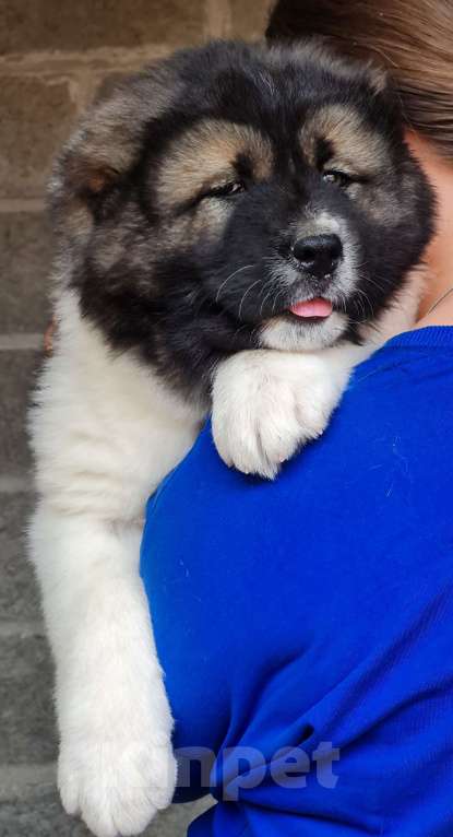 Собаки в Новосибирске: Великолепные, породные щенки кавказской овчарки для племенной и выставочной карьеры. Привиты. Девочка, Бесплатно - фото 8
