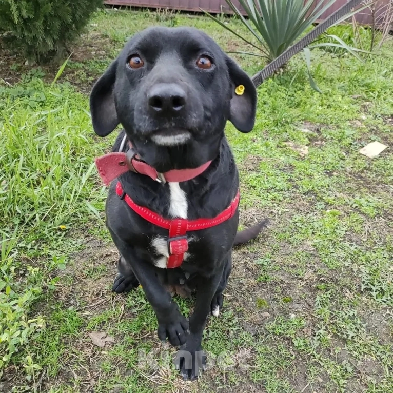 Собаки в Москве: Бусю выпускают на улицу  Девочка, Бесплатно - фото 4