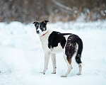 Собаки в Москве: В добрые руки Мальчик, Бесплатно - фото 8
