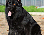 Собаки в Краснодаре: Вязка, 25 000 руб. - фото 1