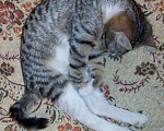 Кошки в Москве: Бенгальский котенок (метис) Лео, 10 месяцев, Бесплатно - фото 3