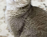 Кошки в Нолинске: Вязка шотландский вислоухий, 2 000 руб. - фото 2