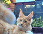 Кошки в Тольятти: шикарный котенок  мейн - кун. Мальчик, 30 000 руб. - фото 1