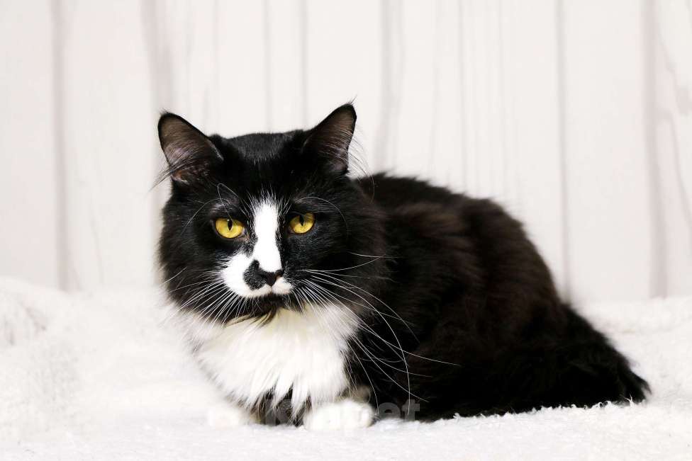 Кошки в Красноармейске: Котик Чаки в дар! Мальчик, Бесплатно - фото 5