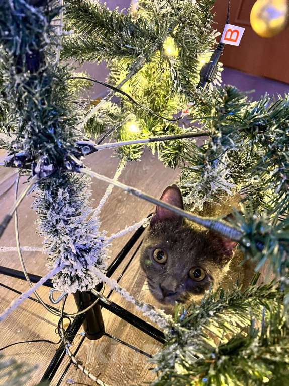 Кошки в Москве: Котенок в добрые руки  Мальчик, Бесплатно - фото 3