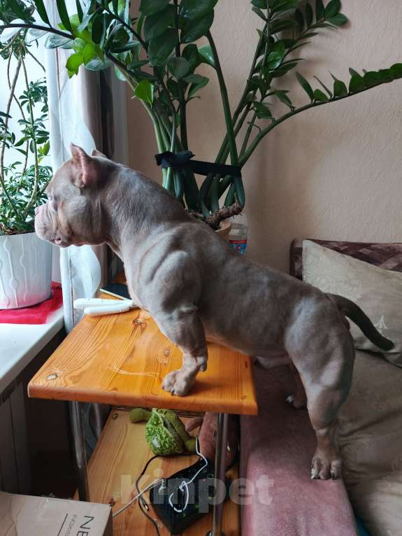 Собаки в Новосибирске: Вязка Мальчик, Бесплатно - фото 2