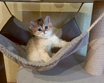 Кошки в Владимире: Шотландский прямоухий котёнок Мальчик, 45 000 руб. - фото 2