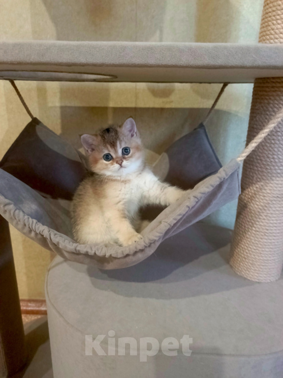 Кошки в Владимире: Шотландский прямоухий котёнок Мальчик, 45 000 руб. - фото 2