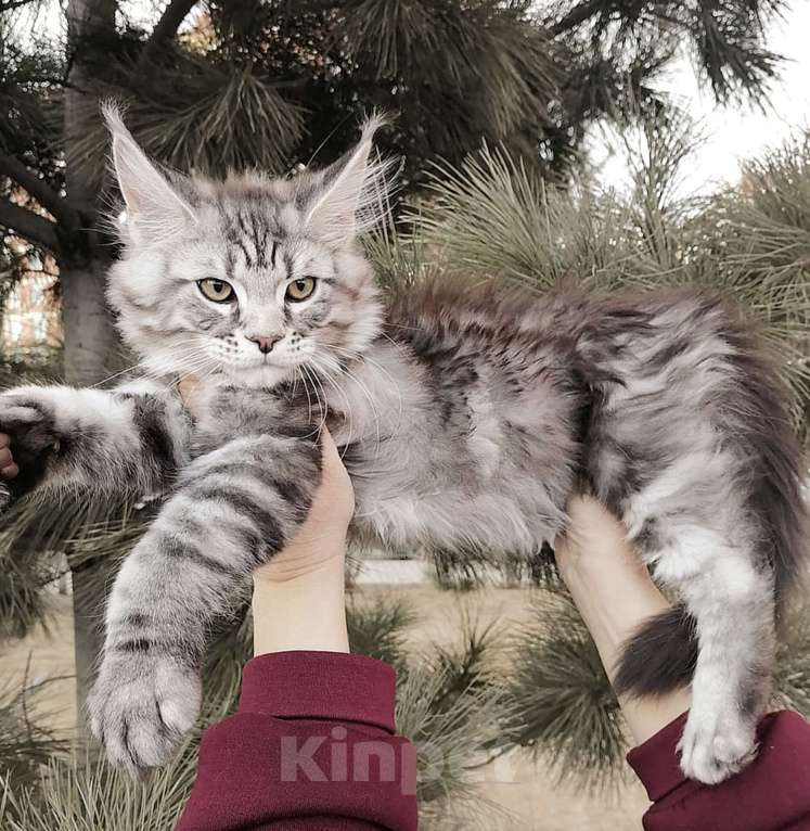 Кошки в Красноярске: Бакс великолепный Мальчик, 40 000 руб. - фото 3