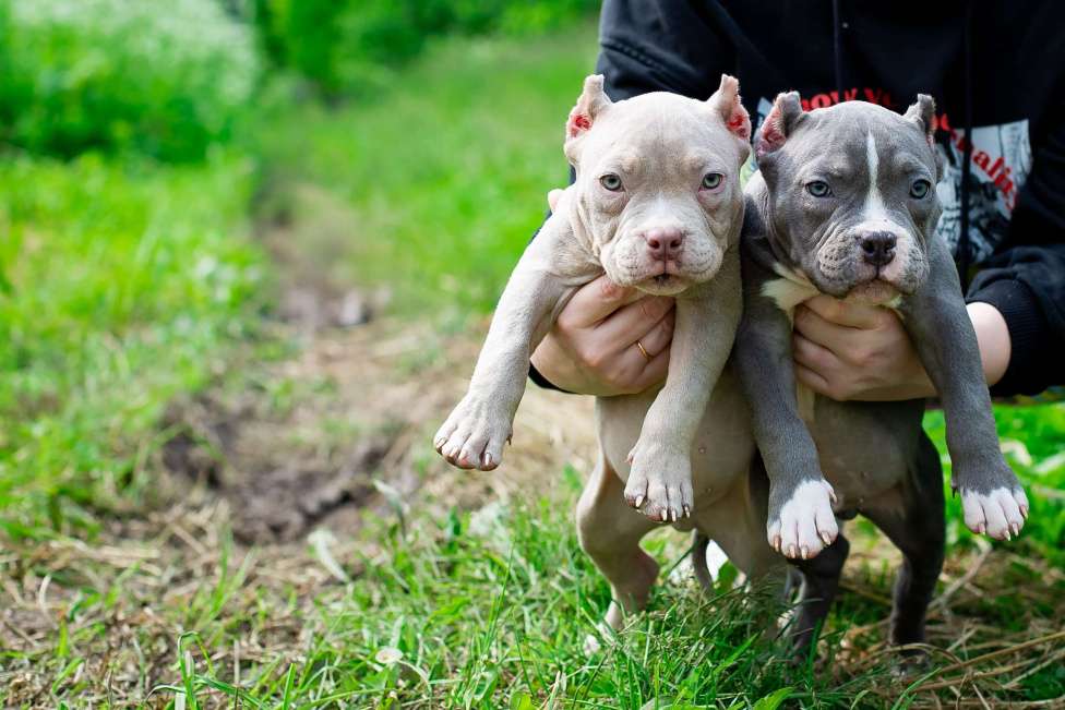 Собаки в Санкт-Петербурге: Малыш Торнадо Мальчик, 100 000 руб. - фото 2