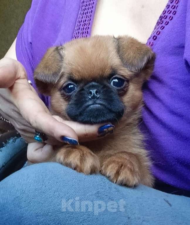 Собаки в Москве: Яркая девочка малый брабансон Девочка, 60 000 руб. - фото 4