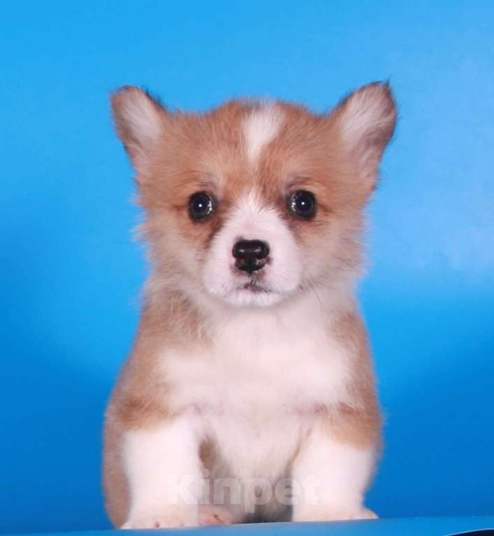 Собаки в Москве: эксклюзивный мини корги Мальчик, 80 000 руб. - фото 2