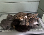Кошки в других городах Московской области: Ищем дом 🐈 Девочка, Бесплатно - фото 1