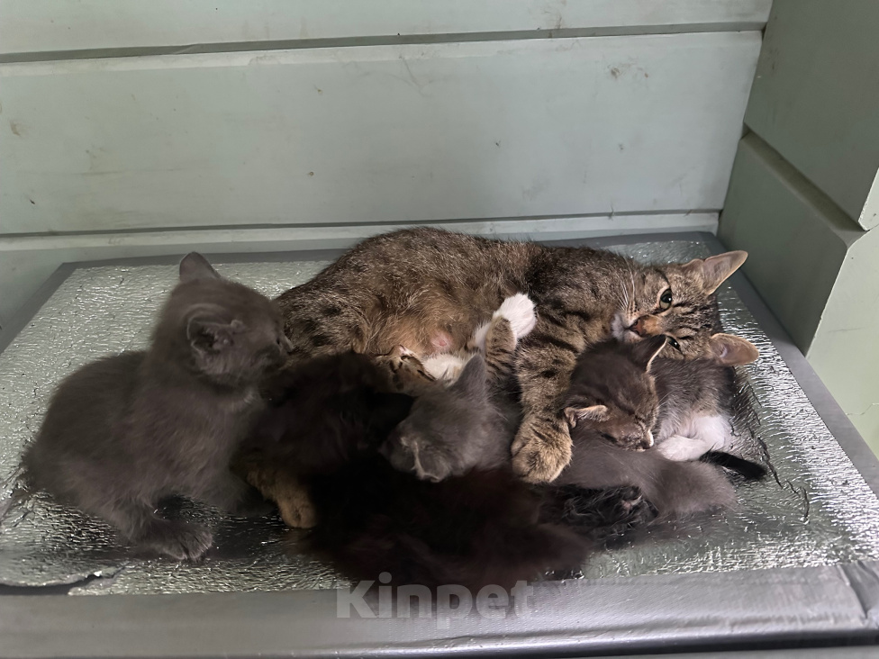 Кошки в других городах Московской области: Ищем дом 🐈 Девочка, Бесплатно - фото 1