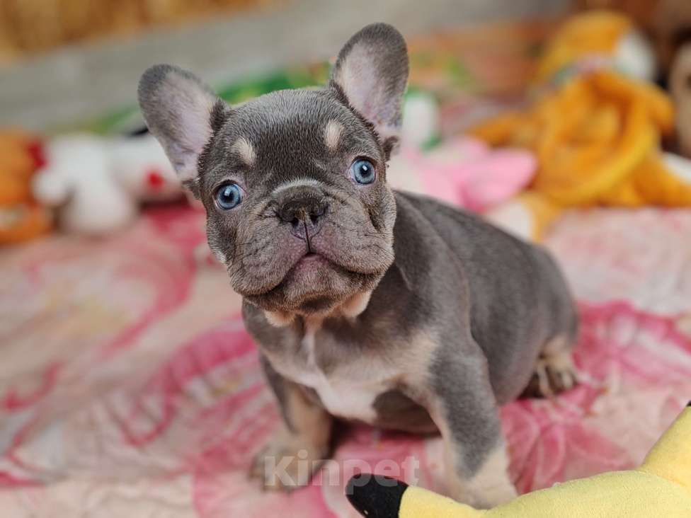 Собаки в Санкт-Петербурге: Шикарный щенки французский бульдог  Мальчик, 80 000 руб. - фото 3