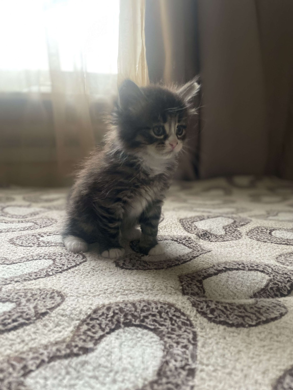 Кошки в других городах Московской области: котёнок в добрые руки Мальчик, Бесплатно - фото 1