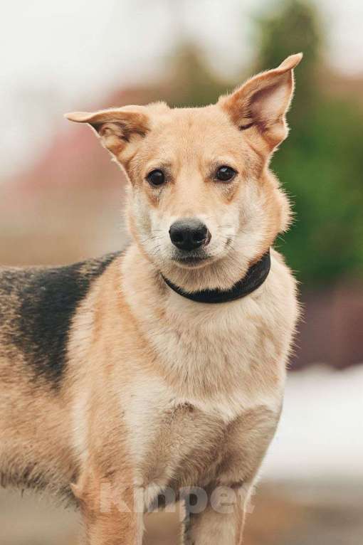 Собаки в Лосином-Петровском: Дакота валентинка в добрые руки Девочка, Бесплатно - фото 4