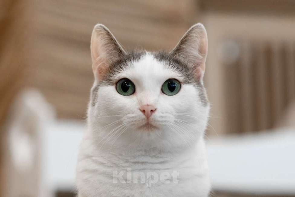 Кошки в Москве: Алиса Девочка, Бесплатно - фото 9