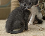 Кошки в Москве: Котятки 2 месяца Разнополые, Бесплатно - фото 2