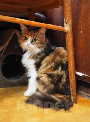 Кошки в Москве: Красавица трехцветка Муся Девочка, Бесплатно - фото 2
