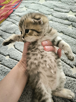 Котенок шотландский