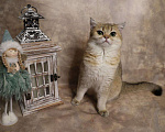 Кошки в Москве: Шотландский прямоухий короткошёрстный котёнок Девочка, 35 000 руб. - фото 2