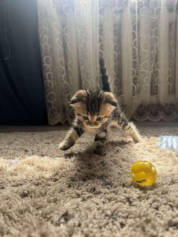 Кошки в Астрахани: Вислоухие шотландские котятя Мальчик, 4 000 руб. - фото 2