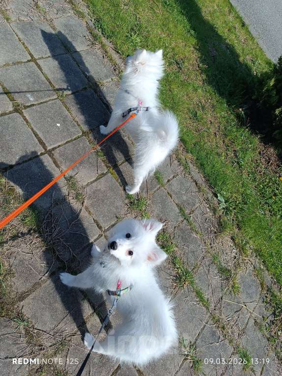 Собаки в Сочи: Белоснежный щенок японского шпица Мальчик, 25 000 руб. - фото 3