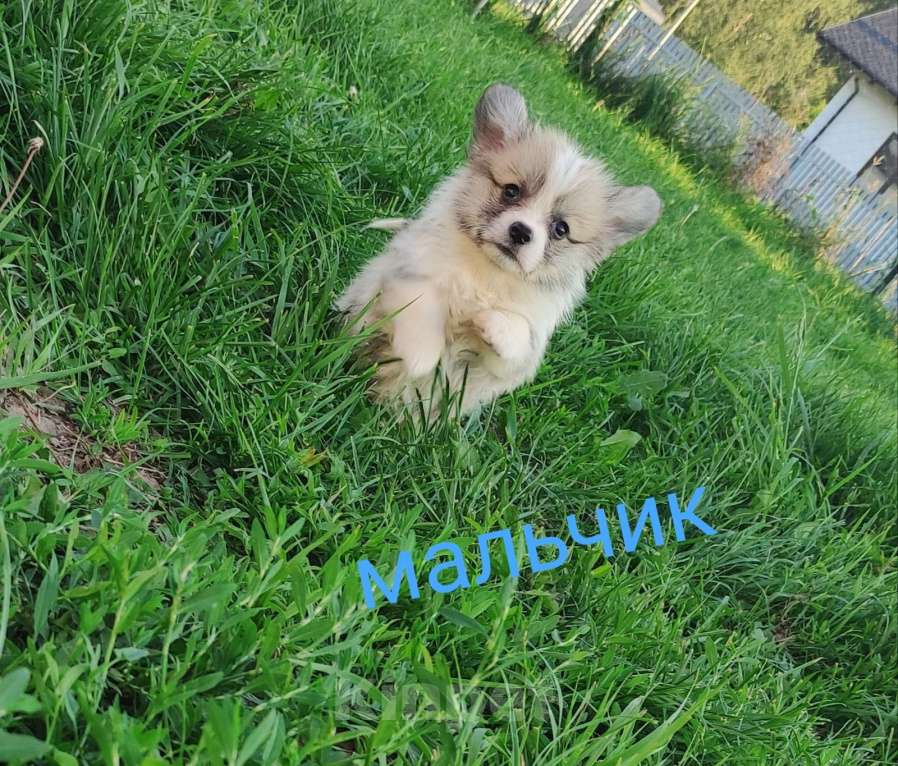 Собаки в Нижнем Новгороде: Вельш-корги-пемброк Мальчик, 50 000 руб. - фото 1