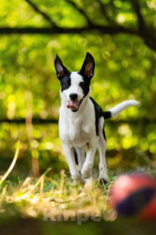 Собаки в Москве: Прекрасный щенок Дарэлл в добрые руки. Мальчик, Бесплатно - фото 3