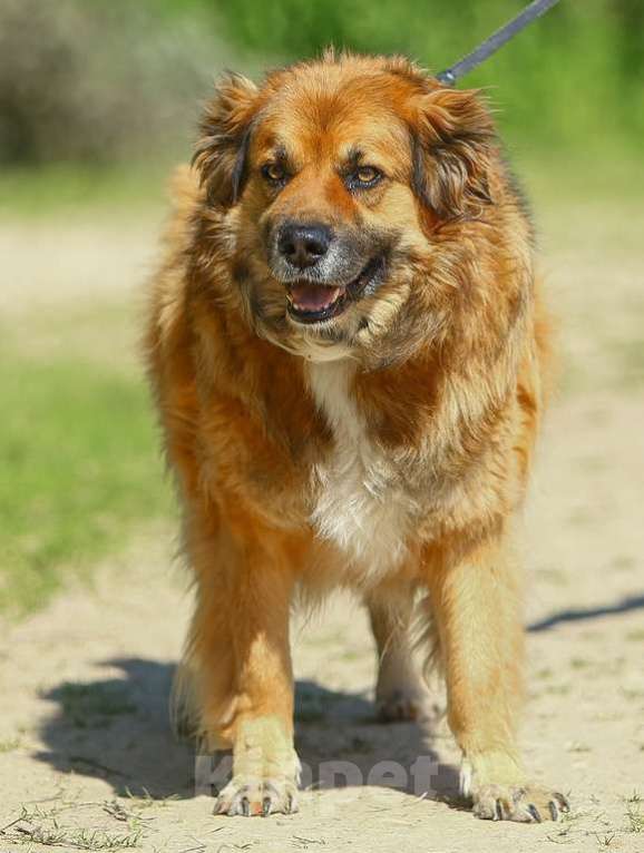 Собаки в Москве: Буран. самый потрясающий пес Мальчик, 1 руб. - фото 3