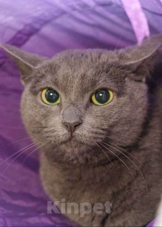 Кошки в Москве: Альбину никто не замечает  Девочка, Бесплатно - фото 3