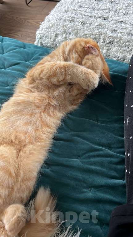 Кошки в других городах Московской области: Найден рыжий кот, ищет хозяина Мальчик, Бесплатно - фото 3