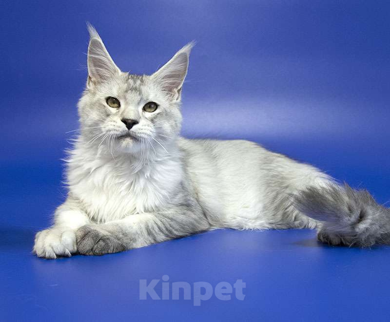 Кошки в Москве: Мейн кун котенок Мальчик, Бесплатно - фото 3
