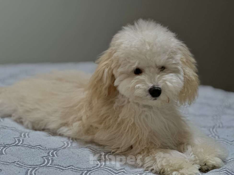 Собаки в Перми: Малыш Мальчик, Бесплатно - фото 2